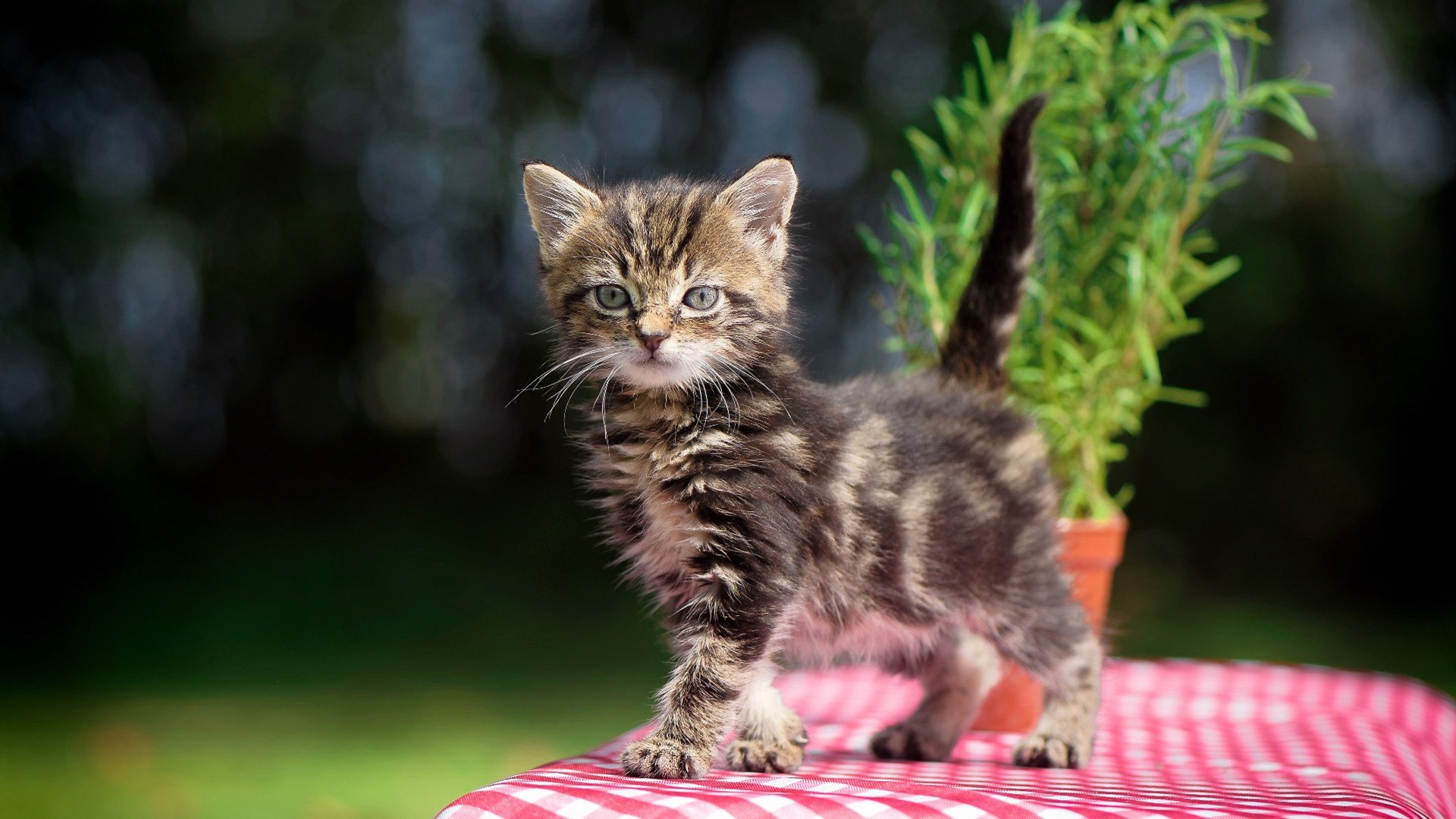 制胜法宝：车队密谋策略的背后故事