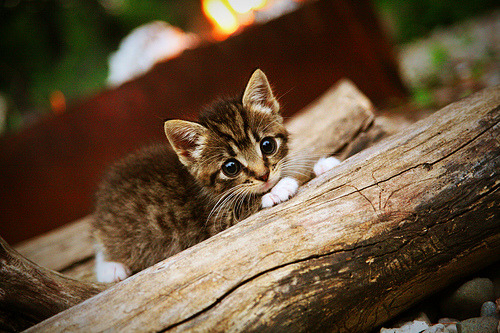 _季前赛火热开打,顶尖选手蓄势待发_,季前赛名单