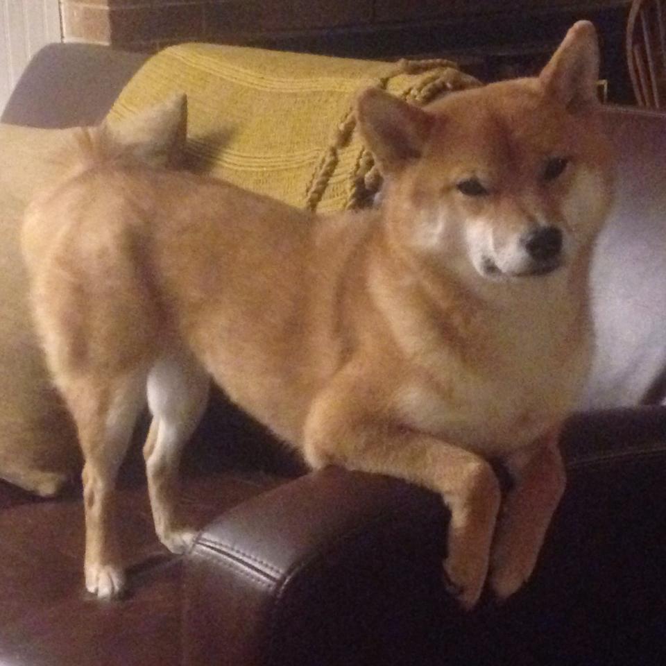 _季后赛带来的巨大悬念：谁能问鼎冠军？_，季后赛夺冠热门