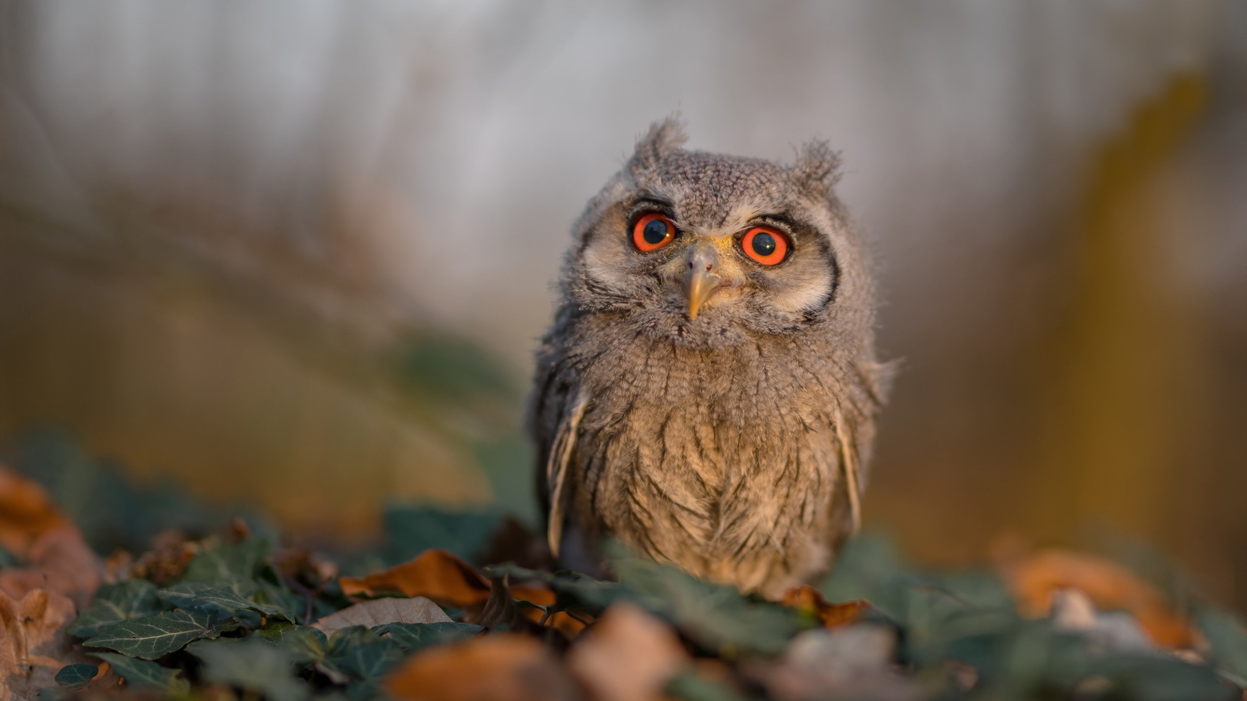 _室内外混合挑战赛:多场景融合新体验_,室内和室外比赛有什么区别