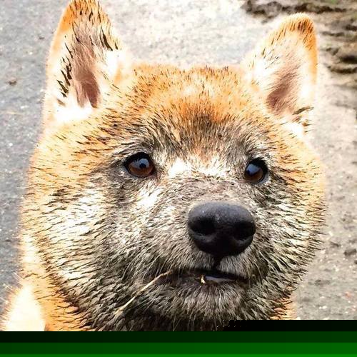 _网球比赛的裁判制度变革，增强赛事公平性_，简述网球裁判规则400字