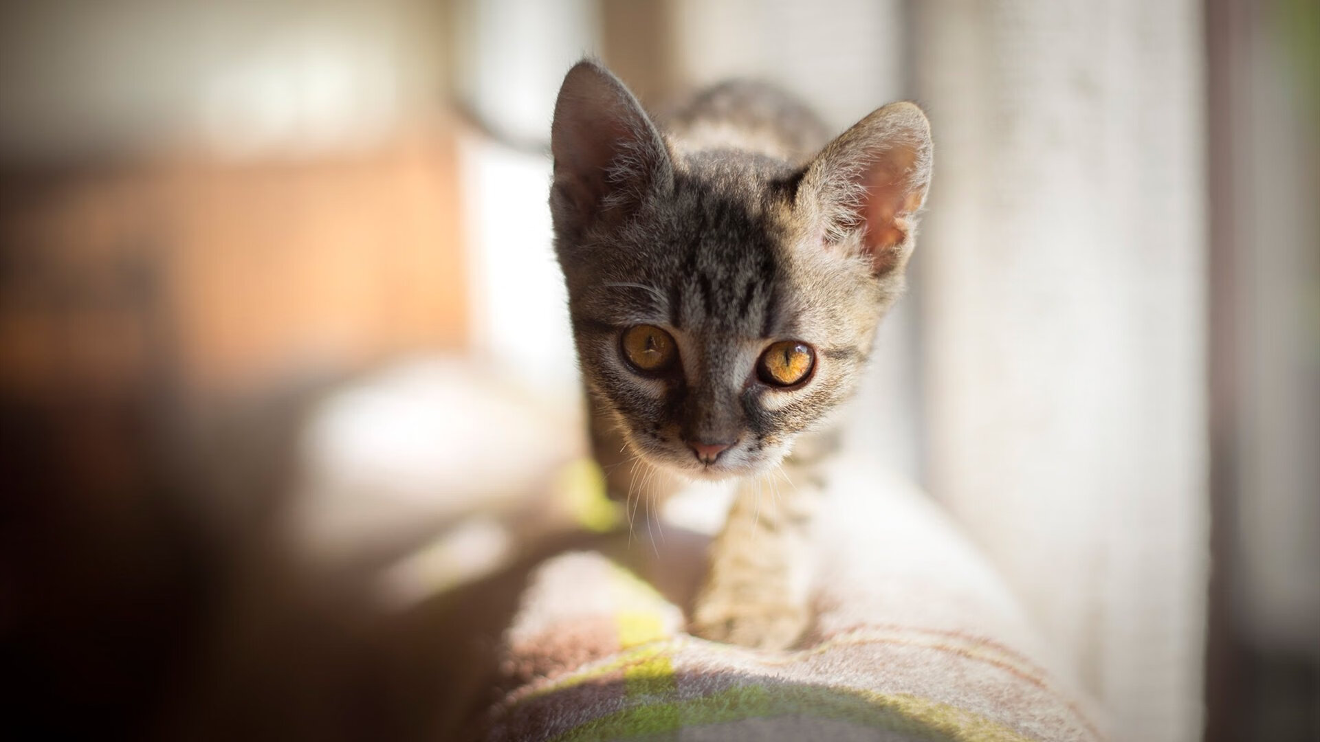 _魔术队逆境奋战,绝杀战果震惊联盟_,魔术队2020