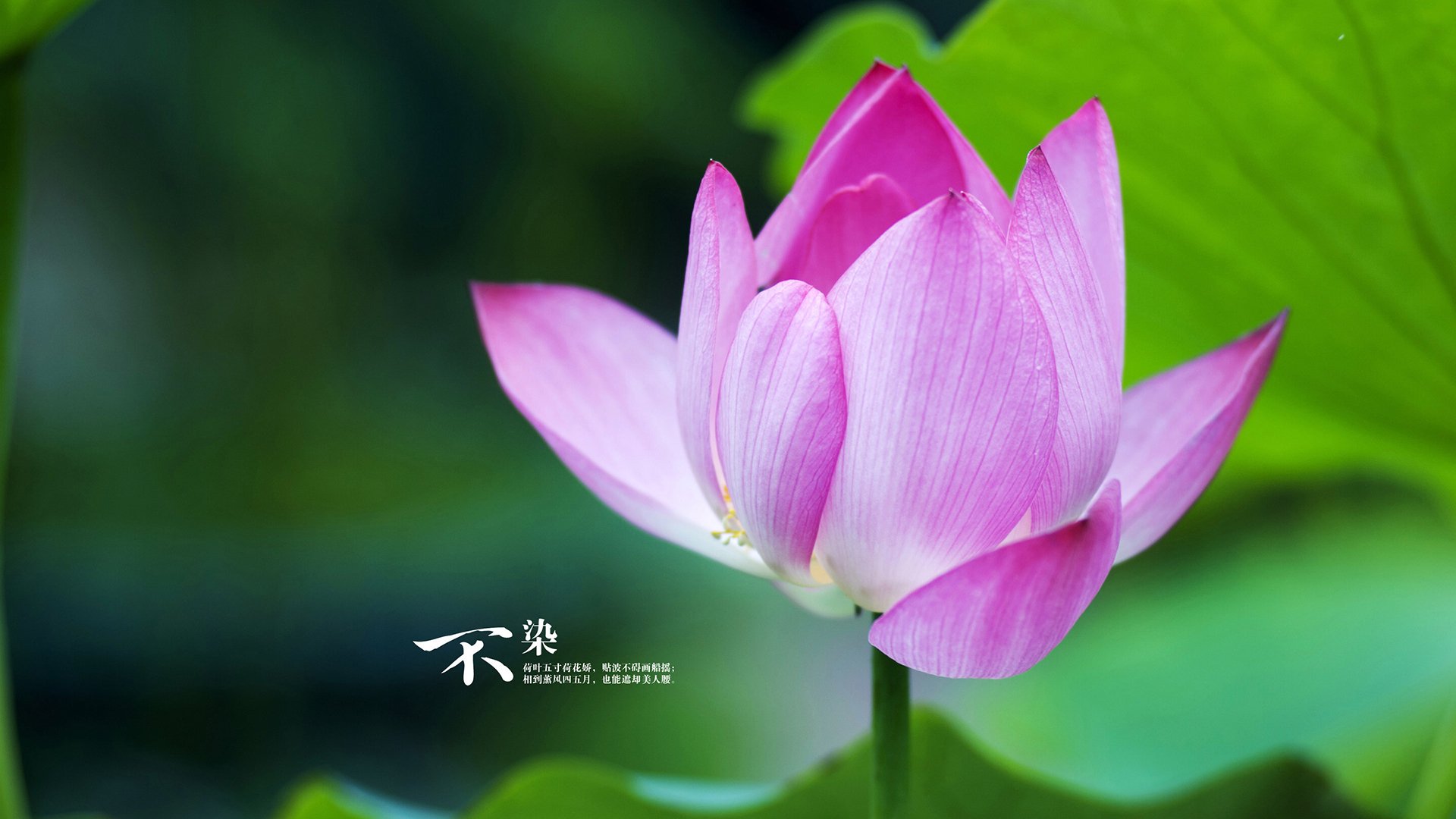 《星际争霸2》选手：微操与大局观的完美结合，星际争霸2vf