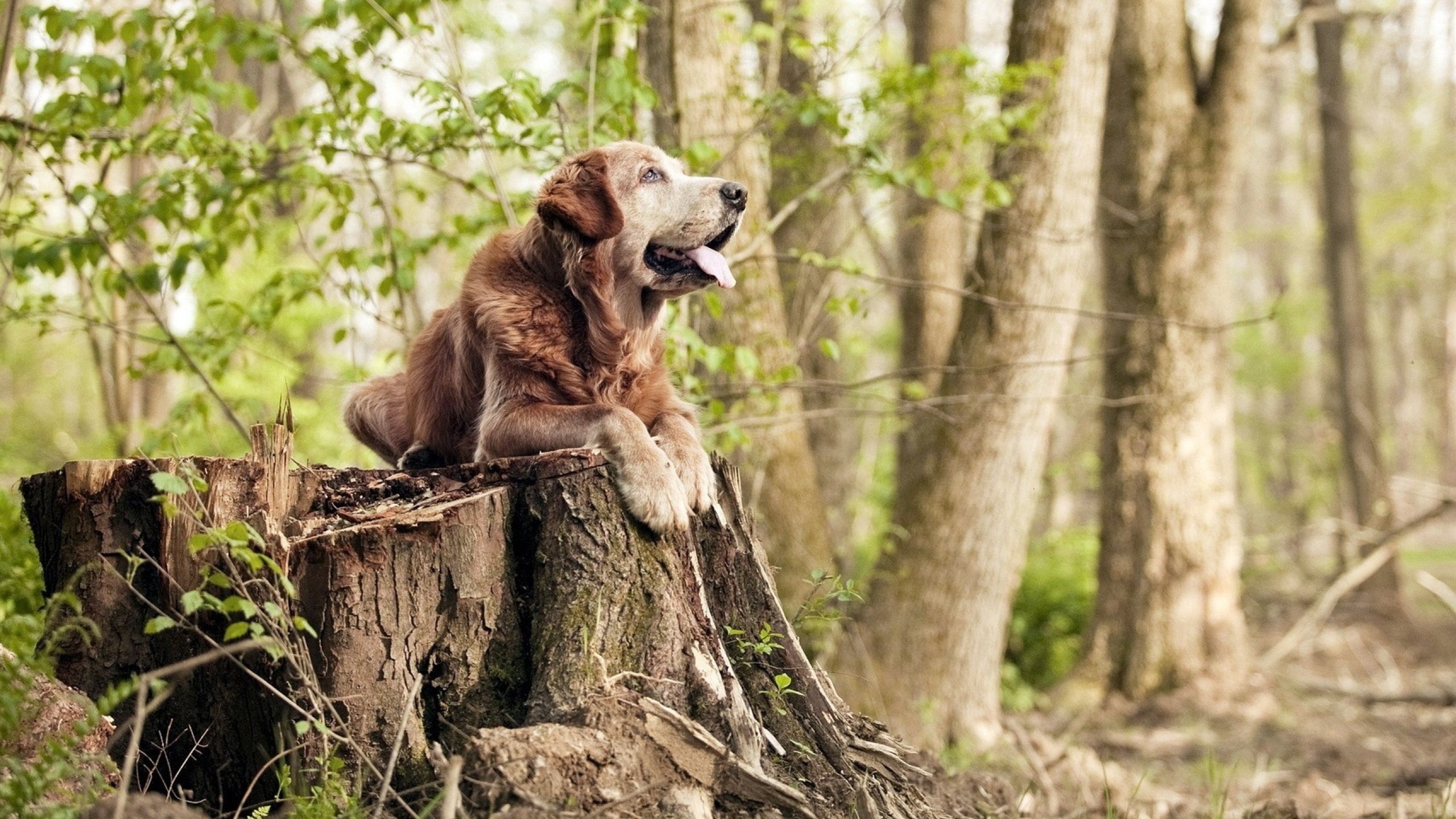 全国青少年“篮球之星”评选在全国范围内火热开启，全国青少年蓝球比赛